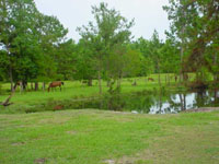 Peaceful Pasture200x.jpg